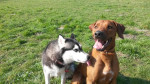 Zeb en Laika